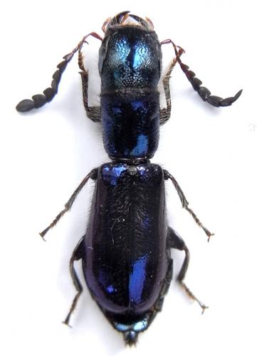 Réf. 241 409 : Cylidrus wallacei