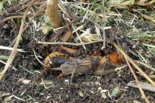 Réf. 241 626 : Gryllotalpa sp.