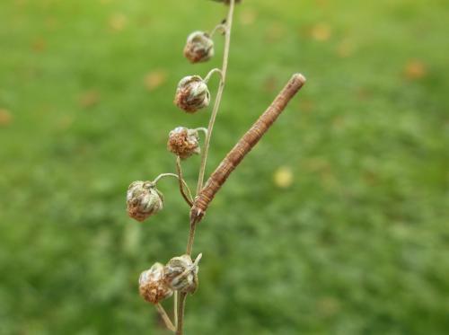 Dyscia fagaria