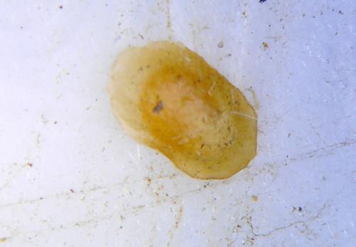 Stigmella freyella