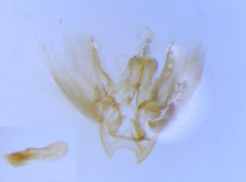 Réf. 241 072 : Cryptoblabes gnidiella
