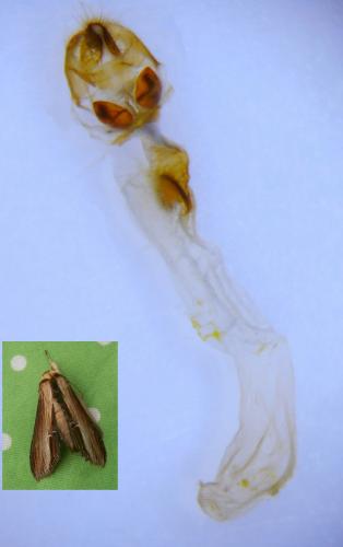 Réf. 241 146 : Cucullia verbasci