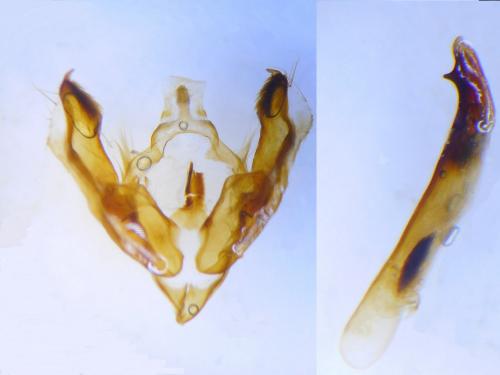 Trigonophora jodea