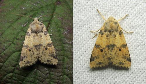 Réf. 241 784 : Xanthia icteritia