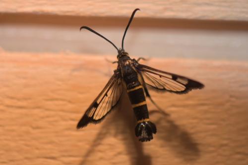 Synanthedon sp.