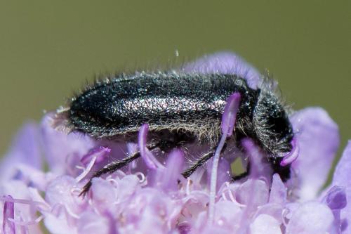 Enicopus ater