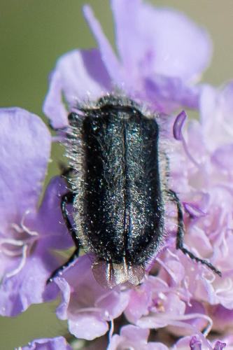 Enicopus ater