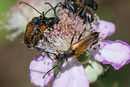 Réf. 241 170 : Stenurella melanura