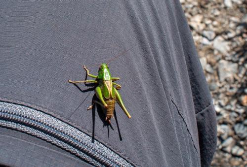 Metrioptera buyssoni