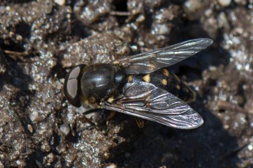 Tabanus rectus