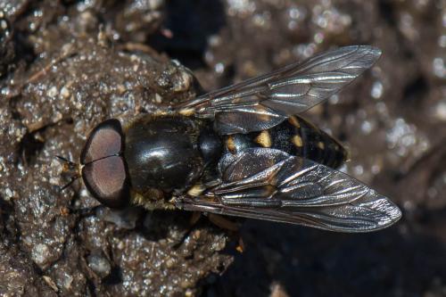 Tabanus rectus