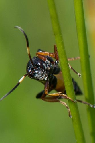 Réf. 241 530 : Ichneumonini inconnu