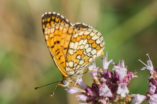 Melitaea deione