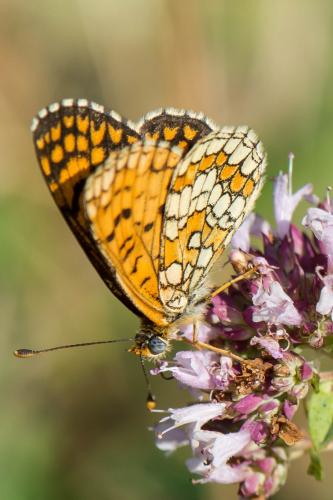 Melitaea deione