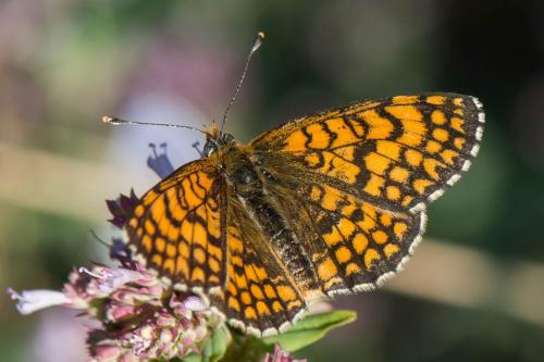 Melitaea deione