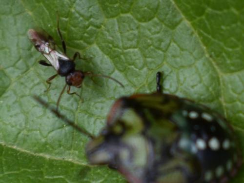 Aridelus rufotestaceus