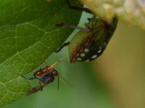Aridelus rufotestaceus