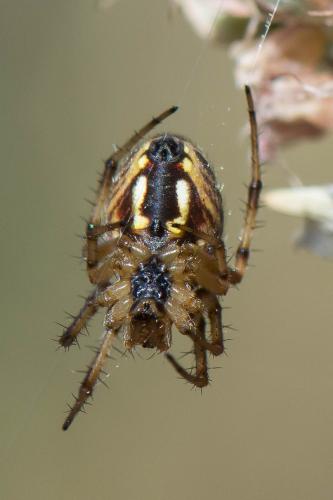 Réf. 241 835 : Neoscona byzanthina