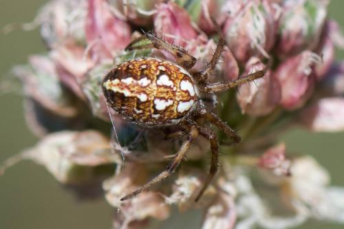 Neoscona byzanthina