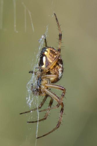 Neoscona byzanthina