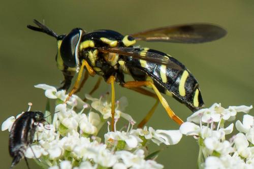 Réf. 241 874 : Chrysotoxum festivum