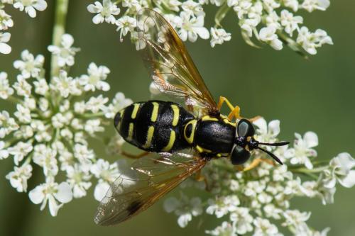 Réf. 241 873 : Chrysotoxum festivum