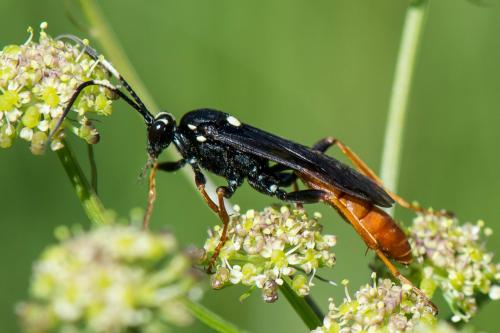 Réf. 241 932 : Amblyjoppa fuscipennis