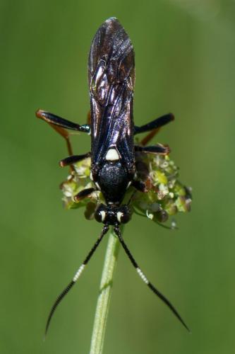 Réf. 241 933 : Amblyjoppa fuscipennis