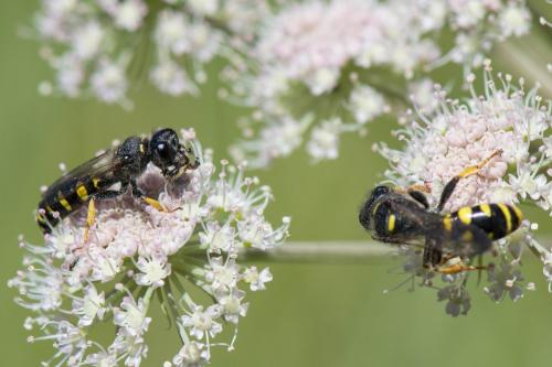 Crabro cribrarius