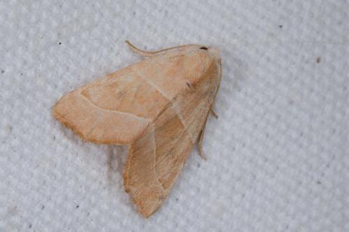 Réf. 241 387 : Atethmia centrago