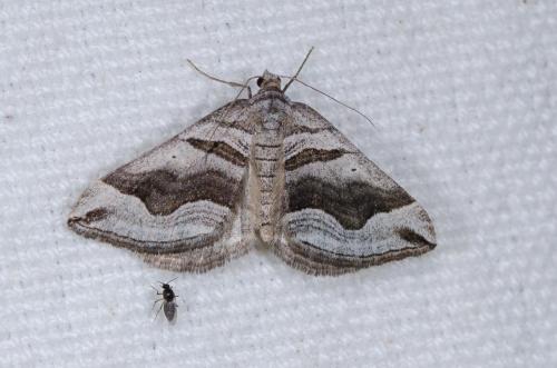 Scotopteryx peribolata