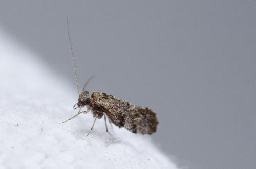 Loensia sp.