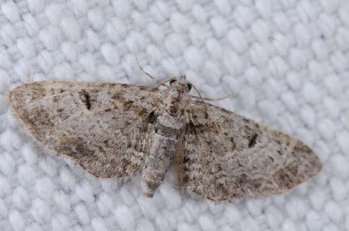 Réf. 241 314 : Eupithecia laquaearia