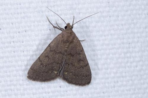 Réf. 241 603 : Nodaria nodosalis