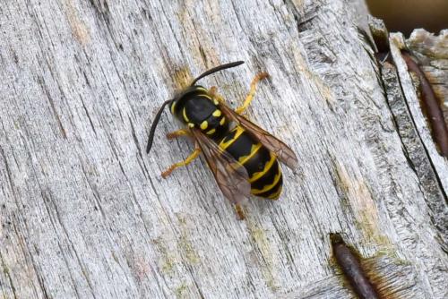 Réf. 241 684 : Vespula sp.