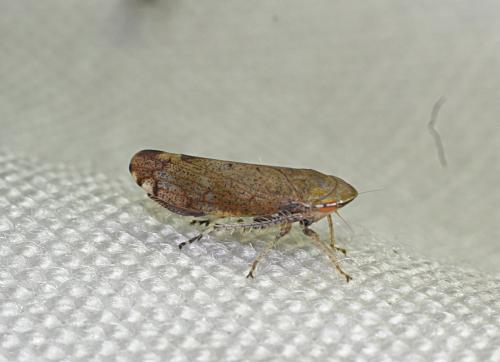 Fieberiella florii