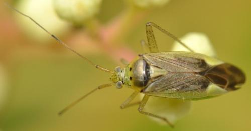 Réf. 241 740 : Closterotomus trivialis