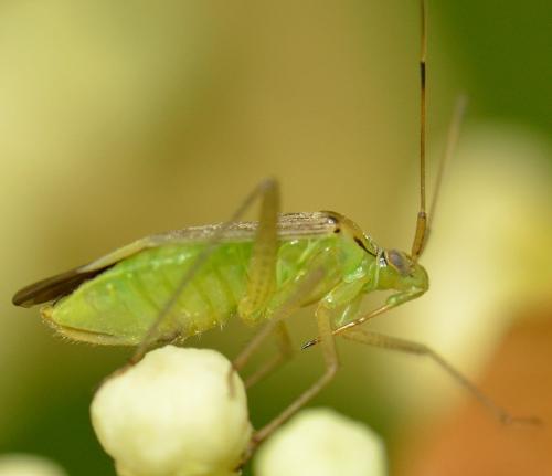 Réf. 241 741 : Closterotomus trivialis