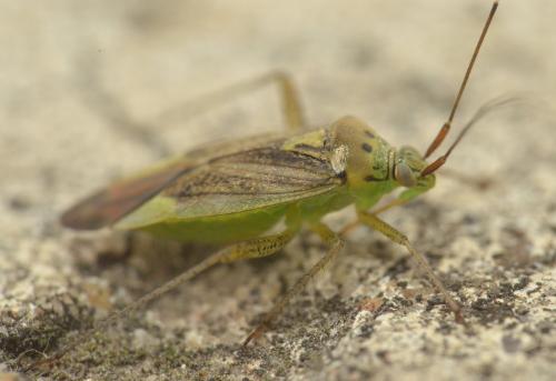 Réf. 241 700 : Closterotomus trivialis