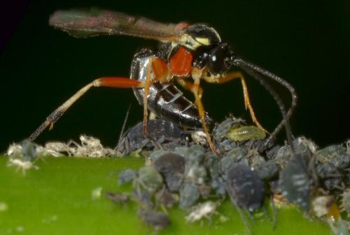 Diplazon pectoratorius