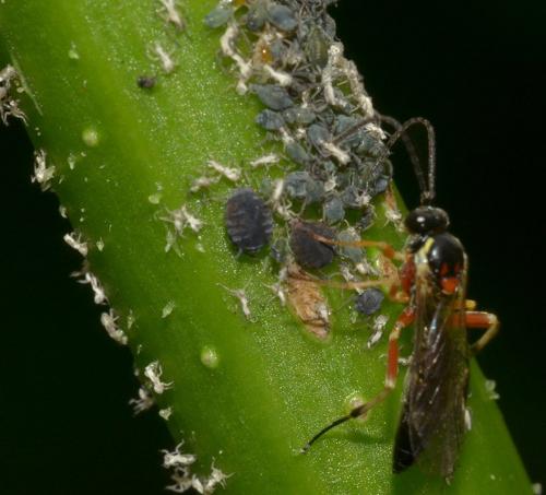 Diplazon pectoratorius