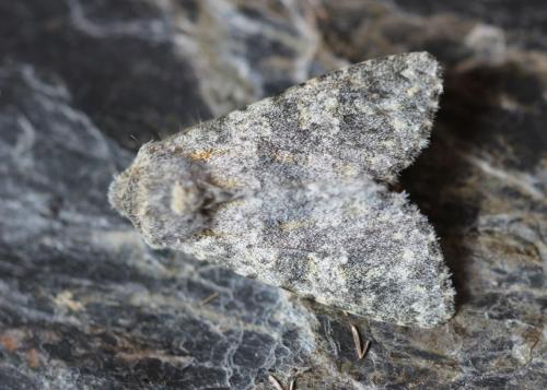Réf. 241 796 : Polymixis rufocincta