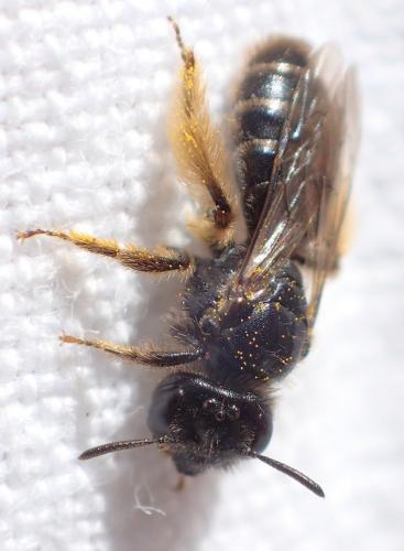 Panurgus banksianus