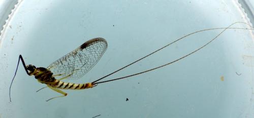 Ecdyonurus insignis