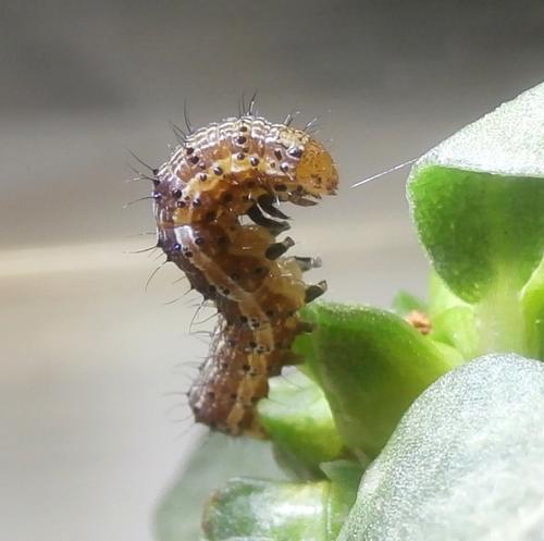 Réf. 241 268 : Helicoverpa armigera