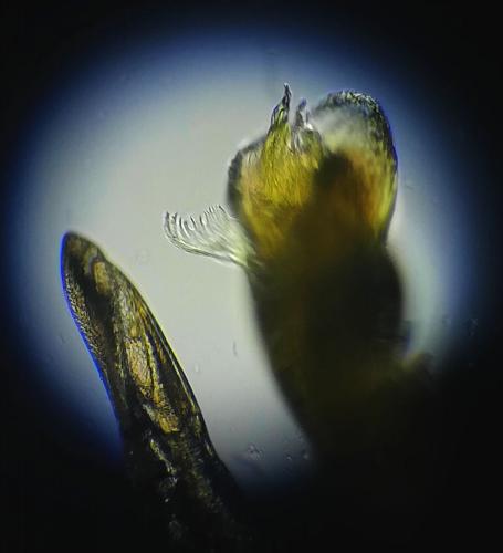 Réf. 241 478 : Leptoiulus umbratilis