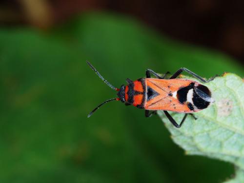 Graptostethus septus