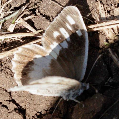 Réf. 241 252 : Chazara briseis