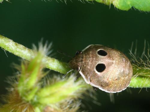 Hotea subfasciata