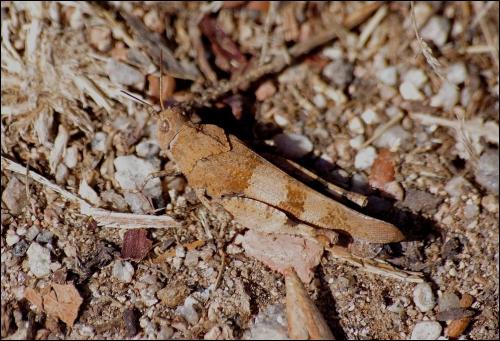 Réf. 241 834 : Oedipoda sp.